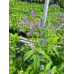 Blue Vervain (Verbena hastata) (3" pot)