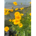 Lance-leaved Coreopsis (Coreopsis lanceolata) (1 Gallon)