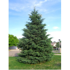 Black Spruce (G+1.5)