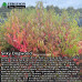 Silky Dogwood (2 gallon)