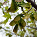 Greenhouse Plug- Silver Maple