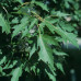 Greenhouse Plug- Silver Maple