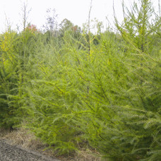 Greenhouse Plug - Tamarack