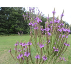 Blue Vervain (Verbena hastata) (3" pot)