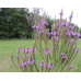 Blue Vervain (Verbena hastata) (3" pot)