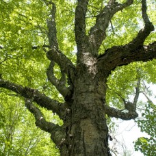 Greenhouse Plug- Yellow Birch