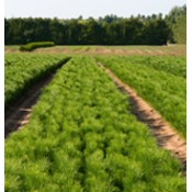 Bareroot Seedlings (12)