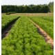 Bareroot Seedlings