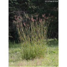 Little Bluestem (1 gallon)