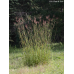 Little Bluestem (3" pot)