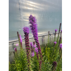 Blazing Star (1 Gallon)