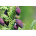 Black Spruce (2 gallon)