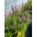 Blazing Star (1 Gallon)