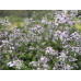 Blue Wood Aster (Symphyotrichum cordifolium) (1 gallon)