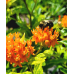 Butterfly Weed (1 Gallon)