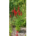 Cardinal Flower (Lobelia cardinalis) (1 gallon)