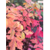 Fragrant Sumac (2 gallon) Fragrant Sumac (2 gallon)