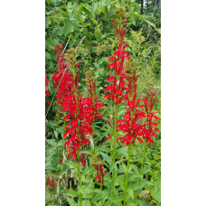 Cardinal Flower (Lobelia cardinalis) (1 gallon)
