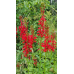 Cardinal Flower (Lobelia cardinalis) (1 gallon)