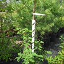 Planting Supplies