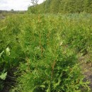 Oversized Bareroot
