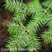 Canaan Fir (2 gallon)