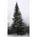 Canaan Fir (2 gallon)