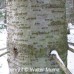 Canaan Fir (2 gallon)
