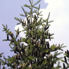 Canaan Fir (2 gallon)