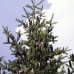 Canaan Fir (2 gallon)