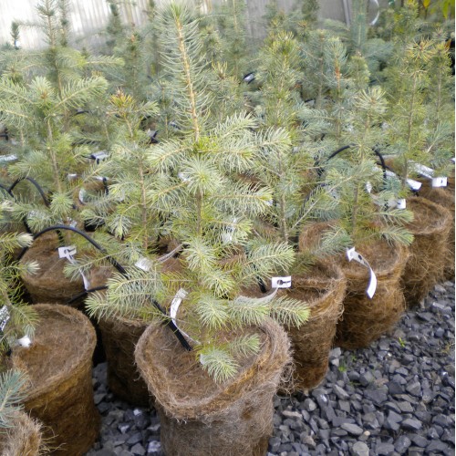 Colorado Spruce 5 Gallon Ferguson Tree Nursery