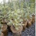 Colorado Spruce (3 gallon)