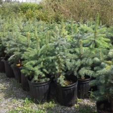 Colorado Spruce (3 gallon)