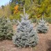 Colorado Spruce (P+1.5)