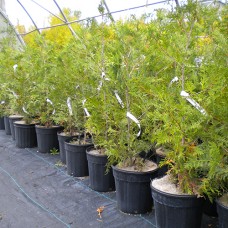 Eastern White Cedar (5 gallon)