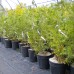 Eastern White Cedar (5 gallon)