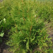 Oversized Bareroot (6)