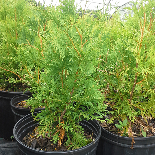 Eastern White Cedar 2 Gallon Ferguson Tree Nursery