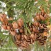 Eastern White Cedar (60cm+)