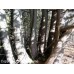 Eastern White Cedar (P/G+1.5)