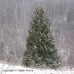 Eastern White Cedar (60cm+)