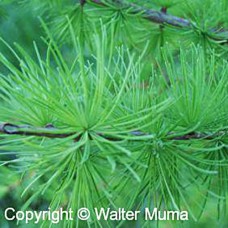 European Larch (2 gallon)