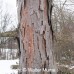 European Larch (2 gallon)