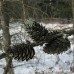European Larch (2 gallon)