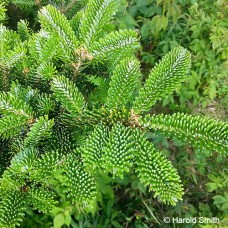 Fraser Fir (2 gallon)