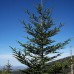 Fraser Fir (G+2.5)