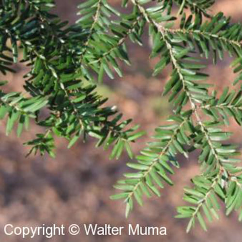 eastern hemlock trees for sale near me