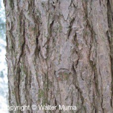 Eastern Hemlock (G+2.5)
