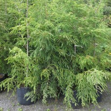 Eastern Hemlock (2 gallon)