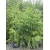 Eastern Hemlock (2 gallon)